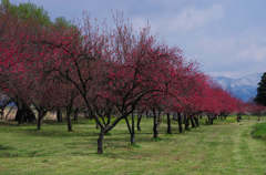 resize0784