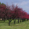 resize0784