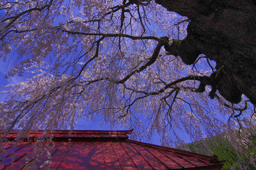 枝垂れ桜