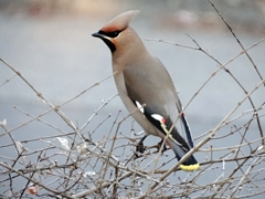 キレンジャク4-22-10