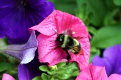 蜂