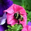 蜂