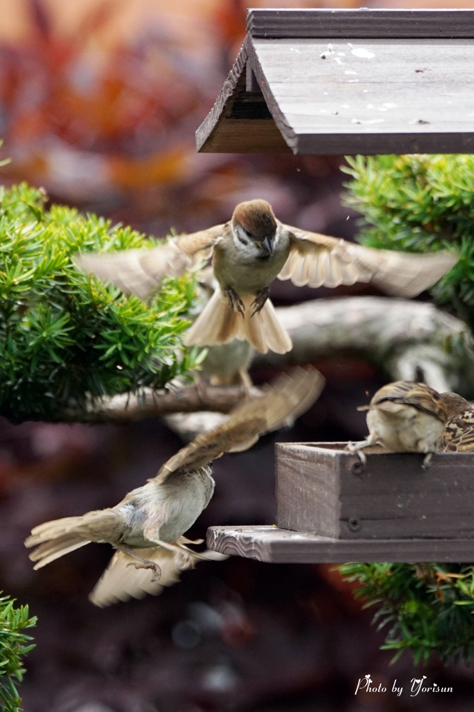 Sparrow