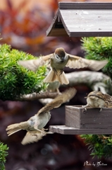 Sparrow