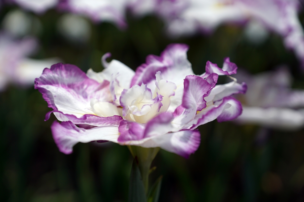 菖蒲