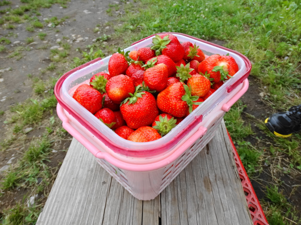 イチゴ狩り