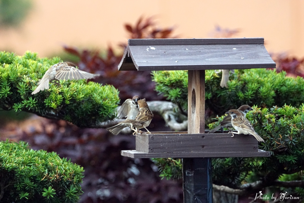 Sparrow