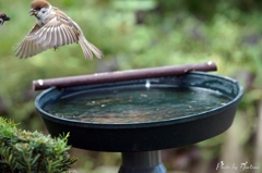 Sparrow