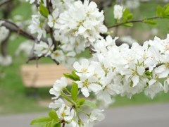 平岡公園の梅-03