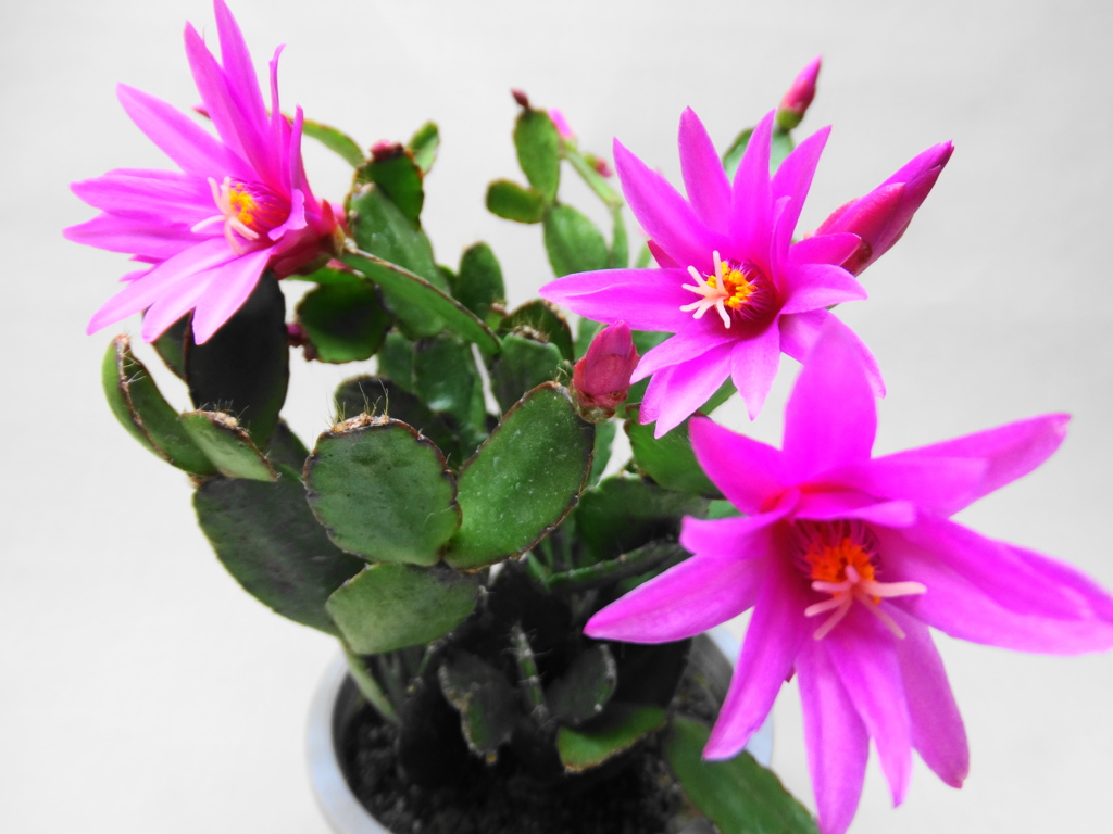 イースターカクタス