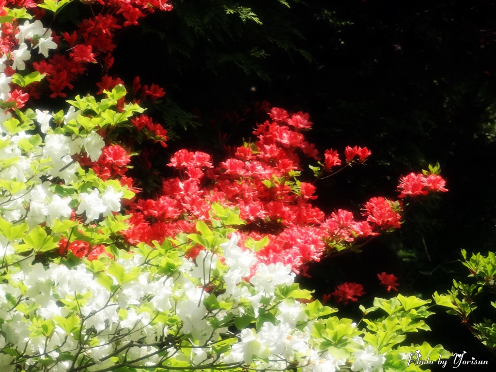 平岡樹芸センター5-25-06