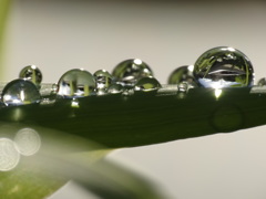 Drops of morning