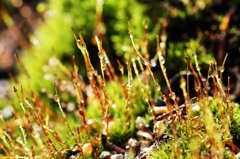 Moss