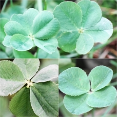 皆様に幸あれ。