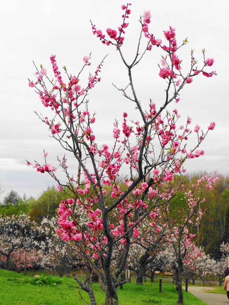 平岡公園の梅-04