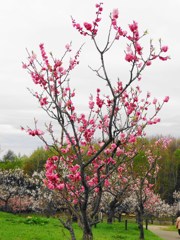 平岡公園の梅-04