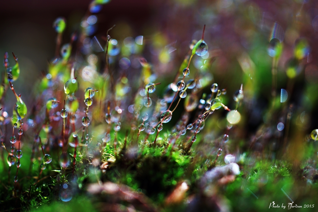 Moss