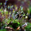Moss