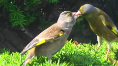 カワラヒワの親子