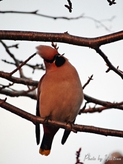 ヒレンジャク4-22-077