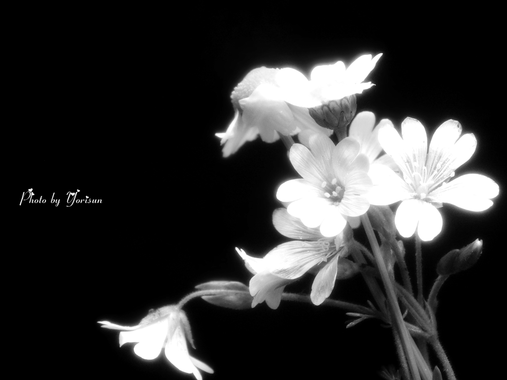 白い花5-28-01