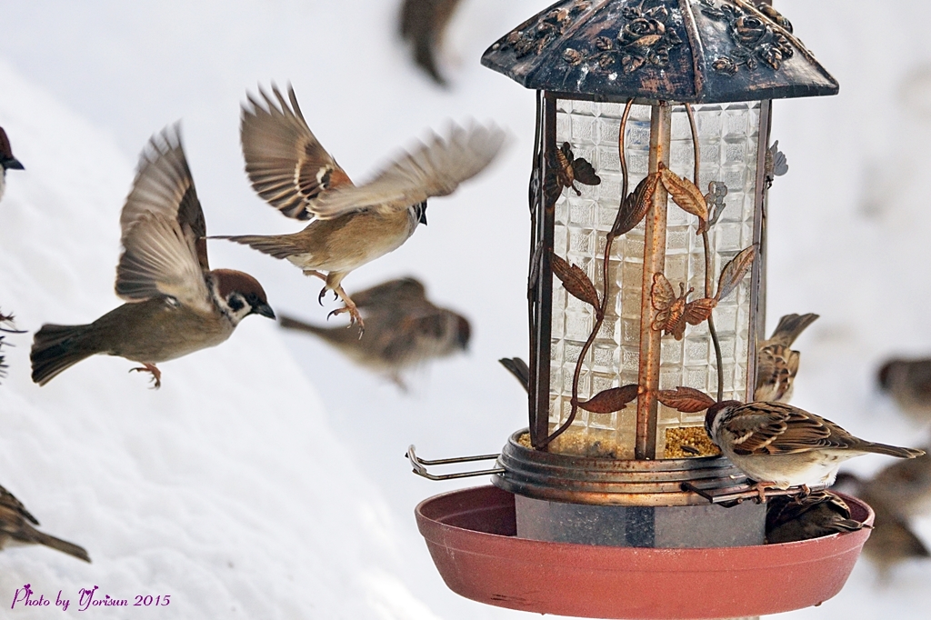 Sparrow