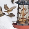 Sparrow