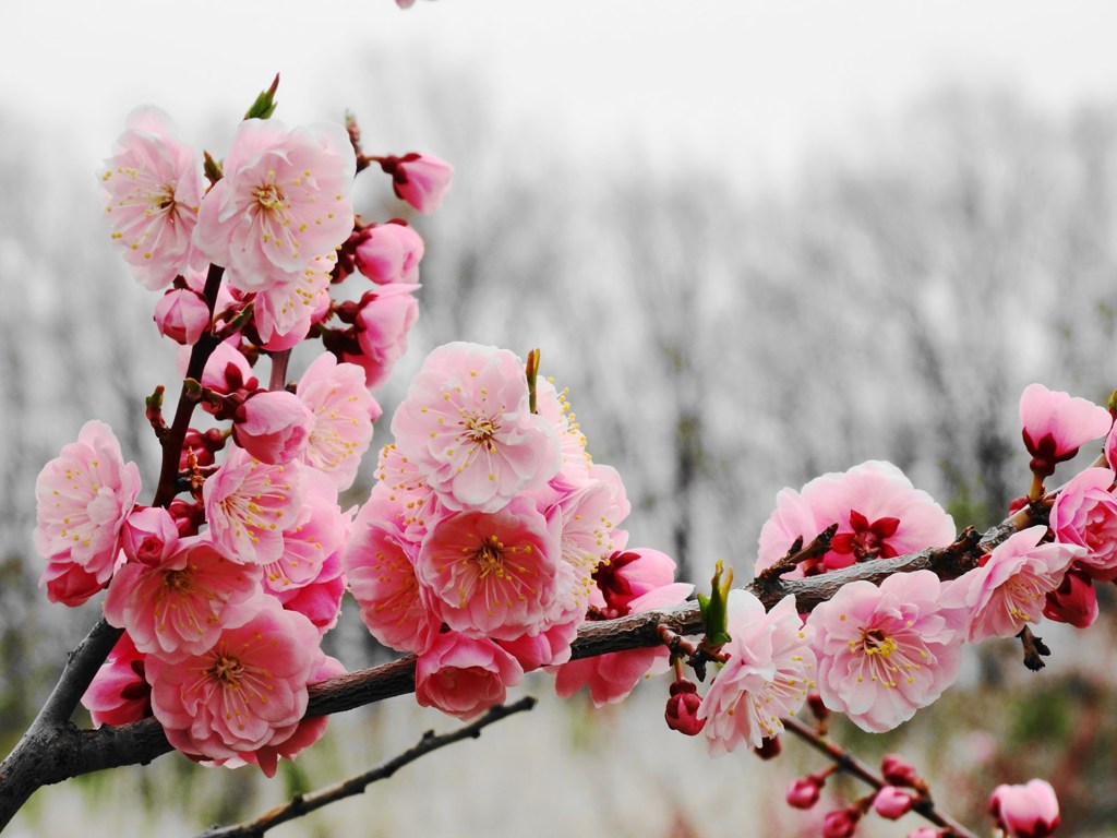 平岡公園の梅-06