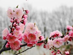 平岡公園の梅-06