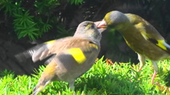 カワラヒワの親子