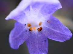ラベンダーの花一輪