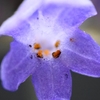 ラベンダーの花一輪