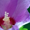 ムクゲ (Rose of Sharon)