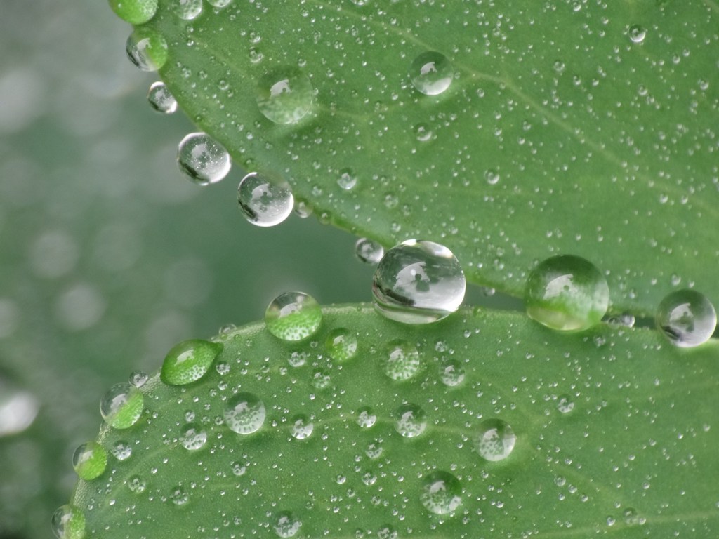 水玉模様