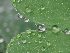 水玉模様