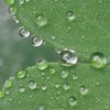 水玉模様