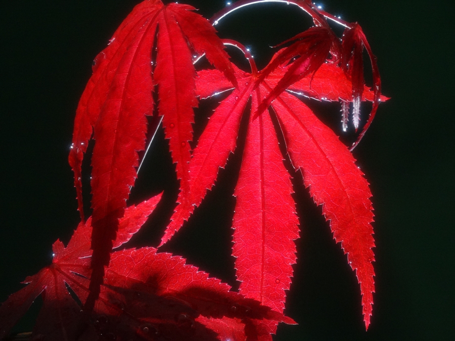 紅（くれない）