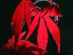 紅（くれない）