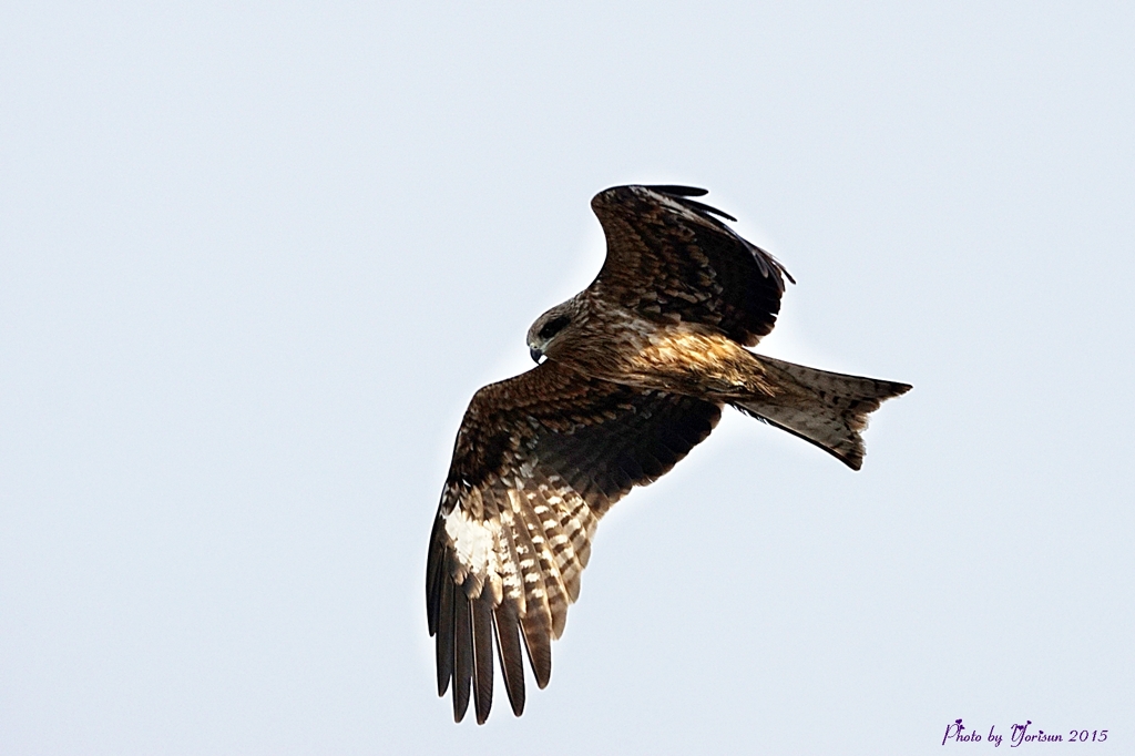 　トビ（トンビ）　　　Black Kite　