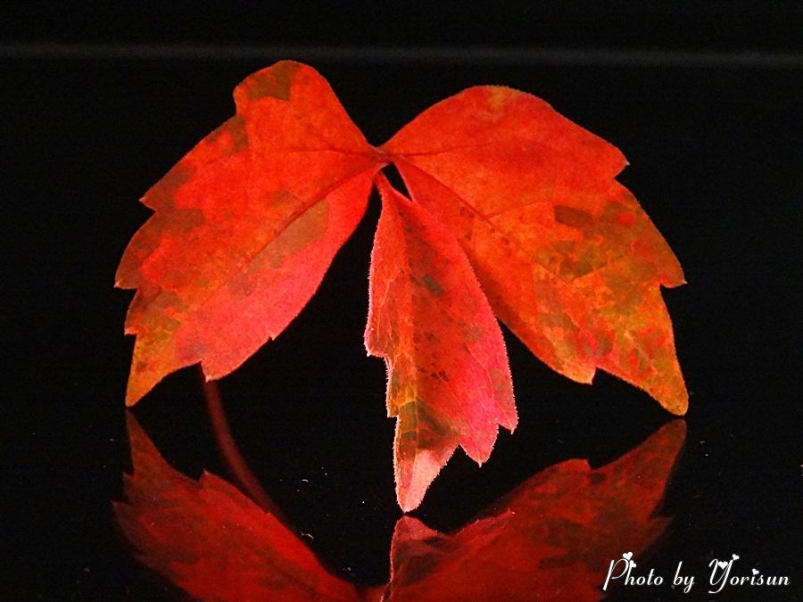 紅のツタの葉