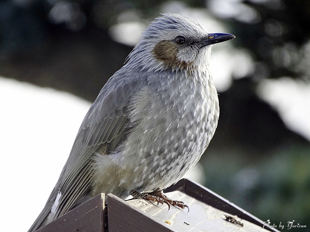Bulbul3-01-02