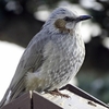Bulbul3-01-02