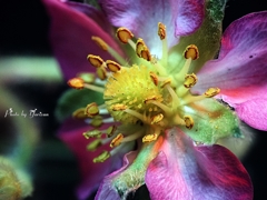 イチゴの花