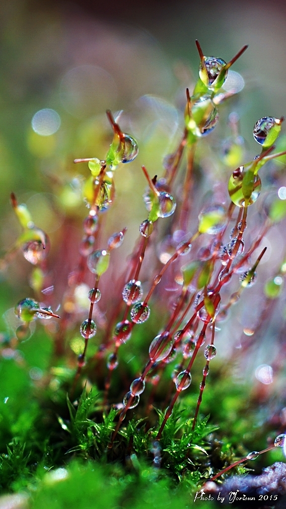 Moss