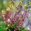 Moss
