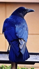 ハシブトカラス5-01-01