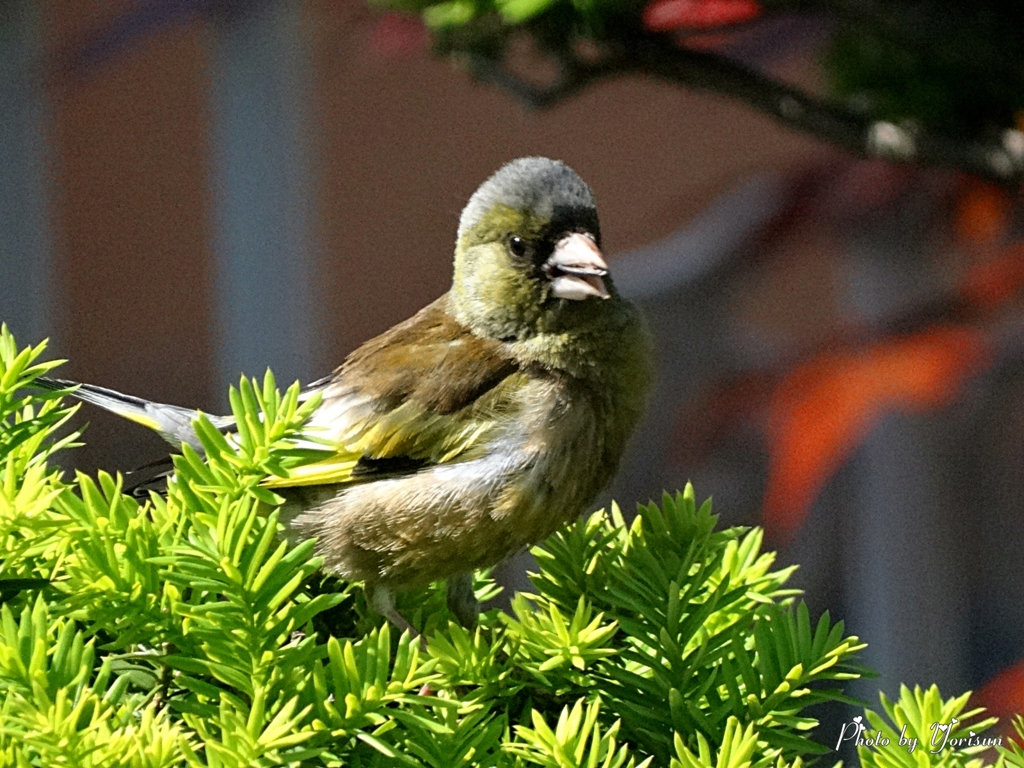 若いカワラヒワ