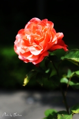 薔薇