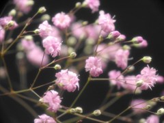 ピンク色のかすみそう