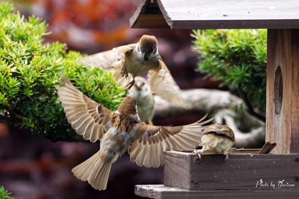 Sparrow
